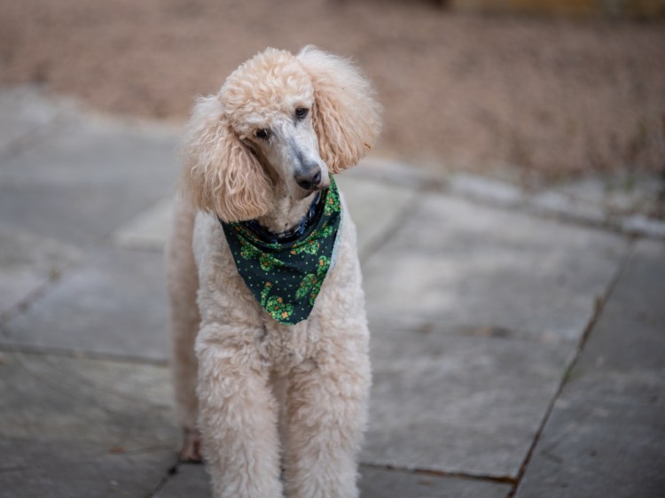 Chance with an interesting look
